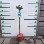 Jedľa kórejská (Abies koreana) ´KOHOUT ICEBREAKER´ - výška 60-70 cm, kont. C3L - NA KMIENKU
